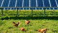 Chickens Foraging Under Solar Panel Array, generative ai Royalty Free Stock Photo