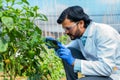 agro scientist checking vegetables or lant growth by taking photos on mobile phone at greenhouse - concept of research