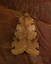 Agrochola litura, Brown-spot Pinion