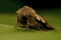 Agrochola litura, Brown-spot Pinion