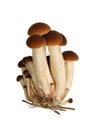 Agrocybe Aegerita