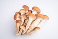 Agrocybe aegerita mushrooms Royalty Free Stock Photo