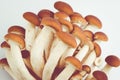 Agrocybe aegerita mushrooms Royalty Free Stock Photo