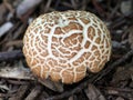 Agrocybe Praecox Mushroom Growing in a Garden