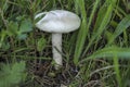 Agrocybe praecox is a species of brown-spored edible mushroom which appears early in the year in woods, gardens and fields