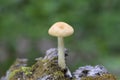 Agrocybe praecox is commonly known as the spring fieldcap, spring agrocybe or early agrocybe