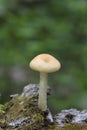 Agrocybe praecox is commonly known as the spring fieldcap, spring agrocybe or early agrocybe