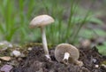 Agrocybe praecox is commonly known as the spring fieldcap, spring agrocybe or early agrocybe
