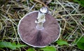 Agrocybe praecox, Spring Fieldcap mushroom