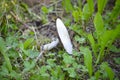 Agrocybe praecox, Spring Fieldcap mushroom