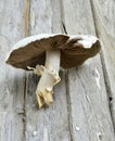 Agrocybe praecox, Spring Fieldcap mushroom