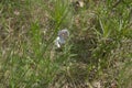 Agrodiaetus amandus butterfly on the white flower Royalty Free Stock Photo