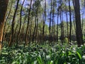 Agroforestry at Mount Kawi, East Java , Indonesia Royalty Free Stock Photo