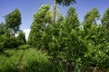 agroforestry system with eucalyptus, lime, mandarin, cassava, mango and bananas, shared forest system