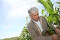 Agronomist analysing corn plant