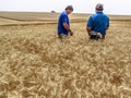 Agronomist analyzing plants in a wheat field