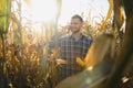 Agronomist checking corn if ready for harvest. Portrait of farmer. Royalty Free Stock Photo