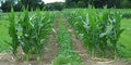 The agronomist developing agricultural methods aimed at maintaining soil fertility and minimi