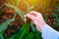 Agronomist examining corn maize crop leaf