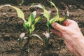 Agronomist examining damaged corn crops after herbicide application