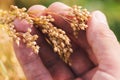 Agronomist examining proso millet ripe crop ears in field Royalty Free Stock Photo