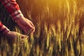 Agronomist examining ripe wheat crop spikelets Royalty Free Stock Photo