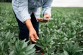 Agronomist examining soybean crops in field, farm work and agriculture. Farmer examining young green corn maize crop Royalty Free Stock Photo