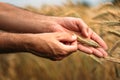 Agronomist farmer examining ripe barley crops in field