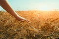 Agronomist farmer hand touching ripening wheat ears, in the field at sunny day with blue sky - as background with Royalty Free Stock Photo