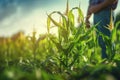 Agronomist farmer stands in a green field and examines immature green corn plants. Farmer inspects the crop. Generative AI