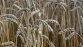 Agronomist with handglass looking wheat ears