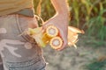 Agronomist holding corn on the cob in the field