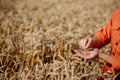 Agronomist holding test tube with sample in wheat, closeup. Cereal farming