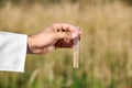 Agronomist holding test tube with wheat in field, closeup. Cereal farming