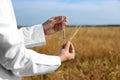 Agronomist holding test with wheat grains in field, closeup. Cereal farming