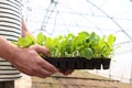 The agronomist holds a container with agricultural seedlings in his hands. Seedlings in the greenhouse. Growing vegetable crops. Royalty Free Stock Photo