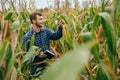 Agronomist holds tablet touch pad computer in the corn field and examining crops before harvesting. Agribusiness concept. Royalty Free Stock Photo