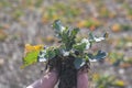 An agronomist holds a young plant of winter rape