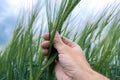 Agronomist inspecting barley crop plant development in field