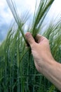 Agronomist inspecting barley crop plant development in field