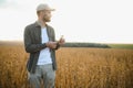 Agronomist inspects soybean crop in agricultural field - Agro concept - farmer in soybean plantation on farm.