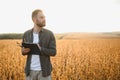 Agronomist inspects soybean crop in agricultural field - Agro concept - farmer in soybean plantation on farm.