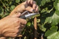 An agronomist measures sugar levels using a refractometer Royalty Free Stock Photo