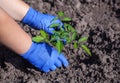 Agronomist planting tomato seedling small spring in open ground.