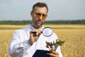 An agronomist researcher with a magnifer examines ears of wheat and makes notes on a clipboard.