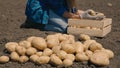 Agronomist sorts potatoes on the ground in the field, agriculture, potato harvest season, tubers of vegetable products