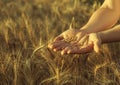 Agronomist stands on a large field at sunset, holding hands to ears of wheat grain.