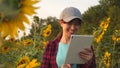 An agronomist studies a sunflower crop and laughs. Happy farmer woman working with a tablet in a sunflower field in