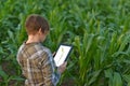 Agronomist with tablet computer in corn field Royalty Free Stock Photo