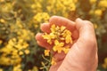 Agronomist taking care of blooming rapeseed crops